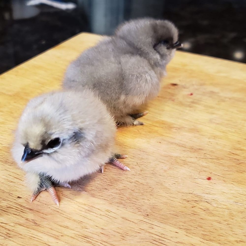 Meet your Posher, Rachael